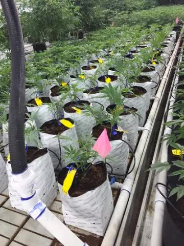 FibreDust plastic grow bag with expanded coconut coir growing medium