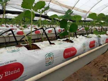 FibreDust Berry Blend 80/20 coir/pith lay flat grow bag optimized for strawberry production