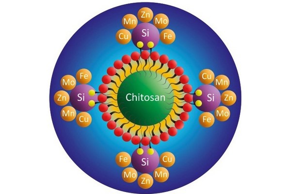 Ortho-silicic acid and chitosan molecules — active ingredients in HaifaStim KIR biostimulant