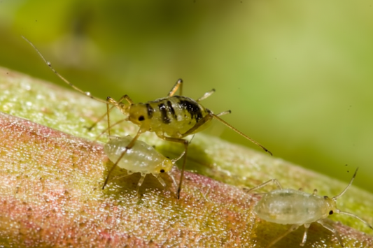 Organic pesticide options for specialty crops — neem oil, pyrethrin, essential oils, beneficial bacteria
