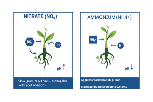 Infographic showing how nitrate and ammonium nitrogen uptake affect root zone pH — nitrate causes slow gradual pH rise, ammonium causes aggressive acidification in hydroponic systems.