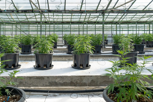 Water Soluble Organic Fertilizers for Fertigation and Hydroponics Systems