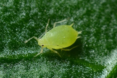 Cannabis grower inspecting plants for pests using a loupe — organic and biological pest control solutions
