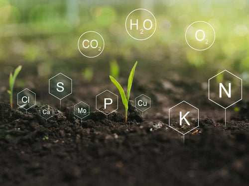 Plant bio-stimulant to boost growth and yield naturally