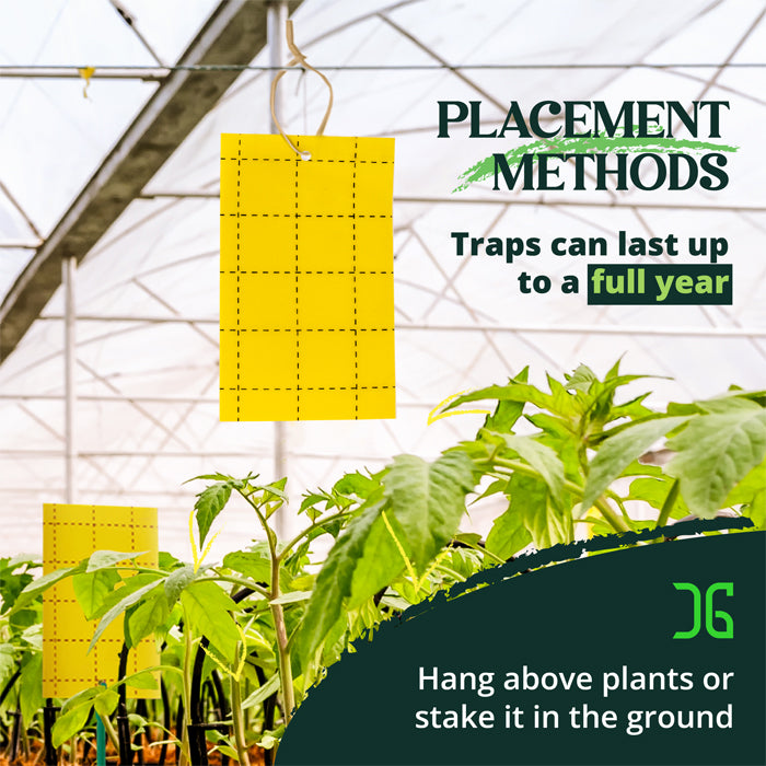 Catchmaster 3" x 5" Double-Sided Yellow Sticky Card Insect Traps (72pcs/Pack)