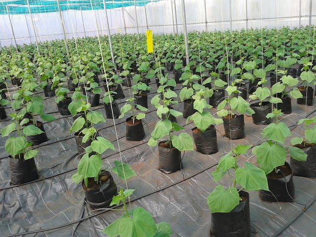 Cucumber plants growing in FibreDust coconut coir grow bags in greenhouse production