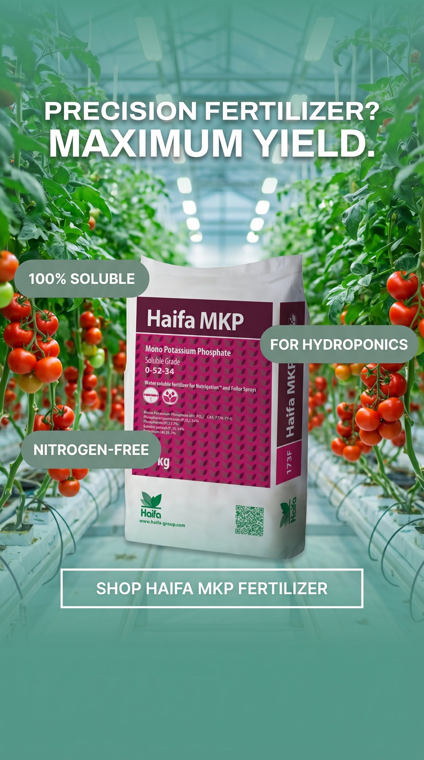 Haifa MKP 0-52-34 fertilizer with hydroponic tomato plants in greenhouse — water soluble phosphorus and potassium