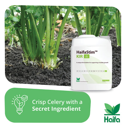 Celery crop treated with HaifaStim KIR biostimulant — improved vitality and stress resistance