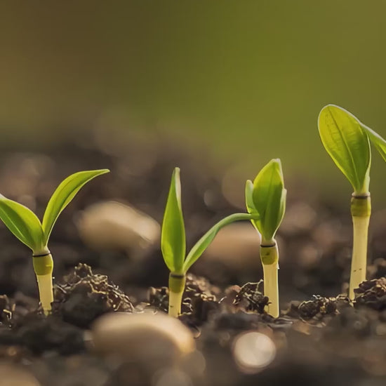 A sort vide introducing Ferti-Nitro Fix.