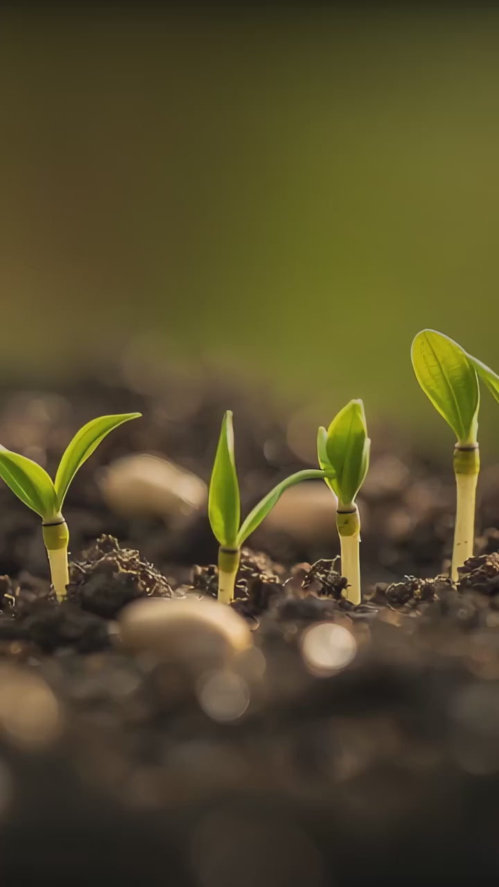 A sort vide introducing Ferti-Nitro Fix.