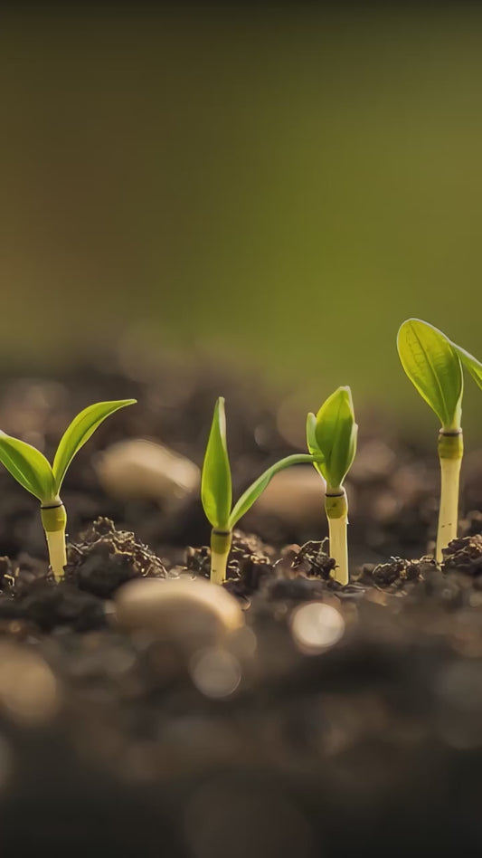 A sort vide introducing Ferti-Nitro Fix.