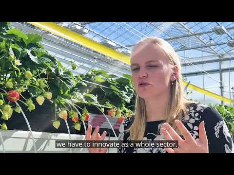 HaifaStim KIR biostimulant overview — chitosan and silicic acid liquid fertilizer for foliar and fertigation