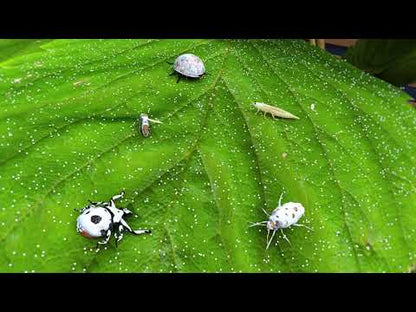 BioCeres WP Biological Mycoinsecticide 1 lb.