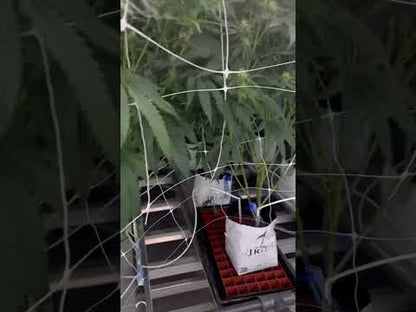 JR Croptech Coco Grow Bags- 1.5 gallon